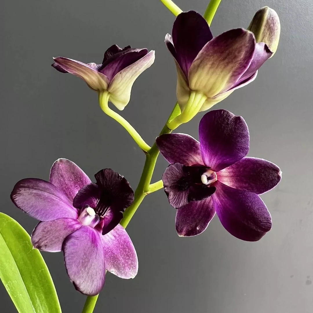 【小紫眸】秋石斛石斛兰盆栽四季开花（开花机器）