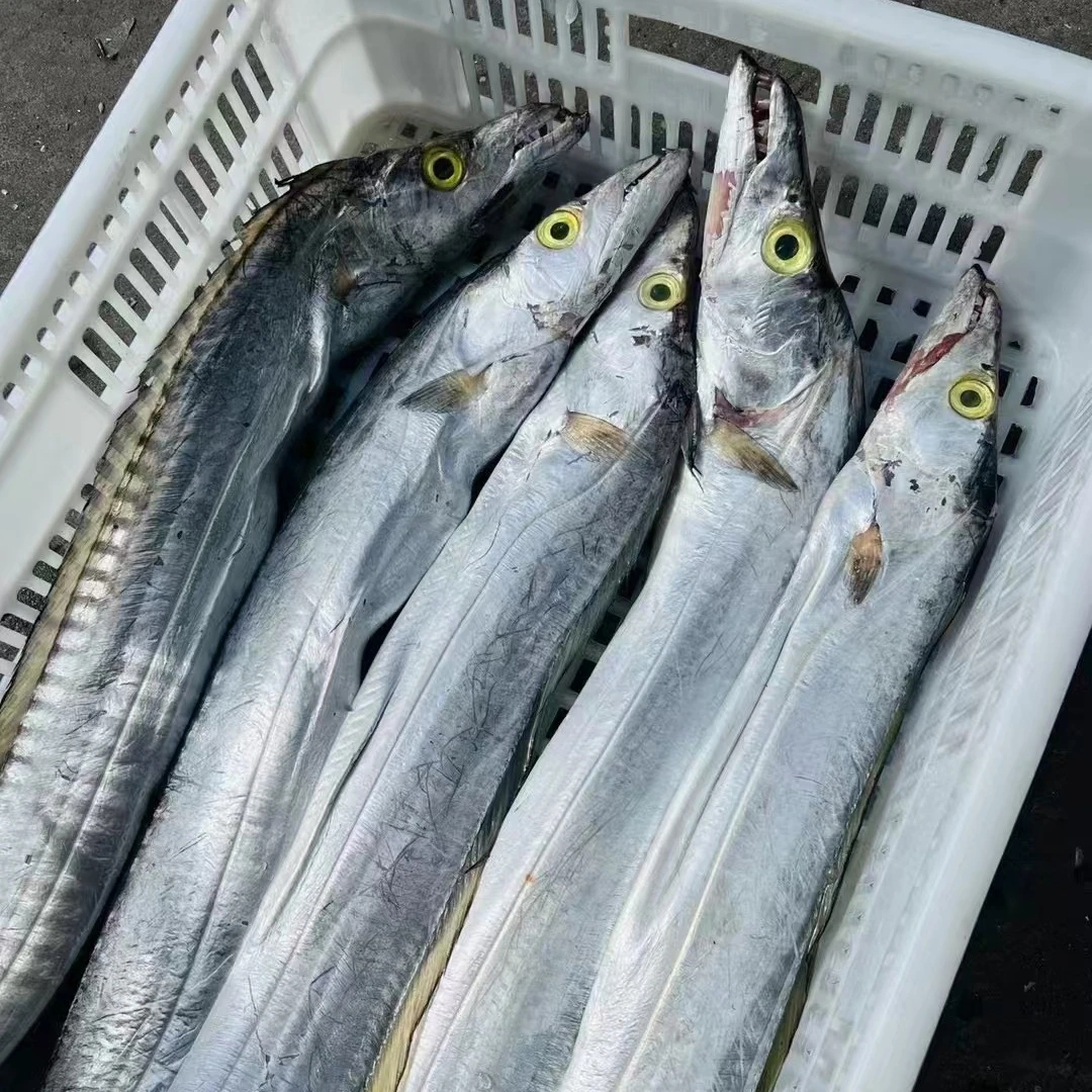 海钓特大带鱼 3条共约5斤 天然野生冬季油带 切段发货真空包装