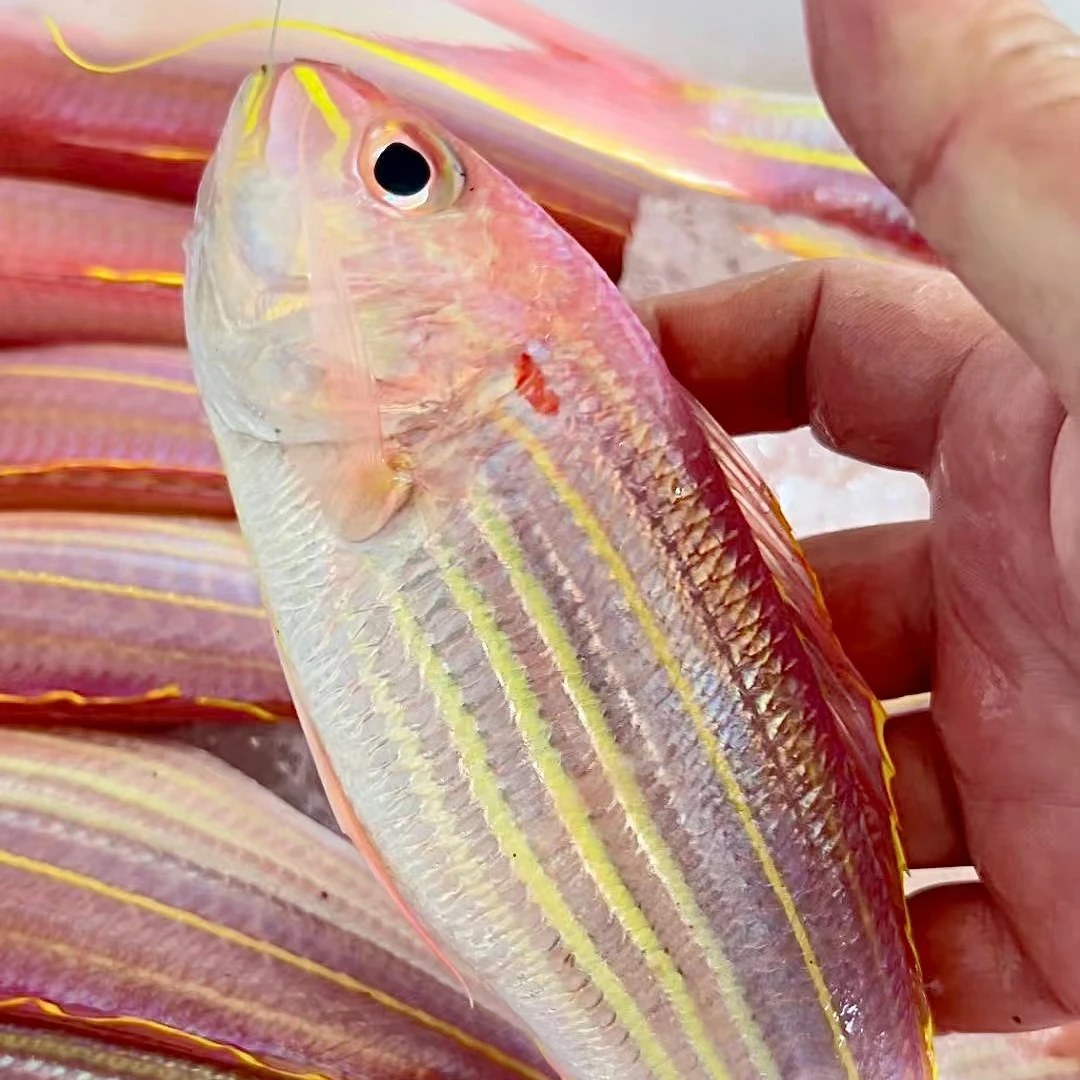 海钓金丝鱼  野生海钓金线鱼 速冻发货 顺丰包邮