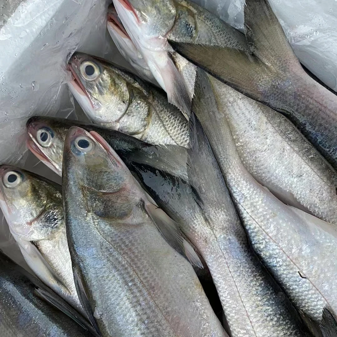 海捕马友鱼 午鱼午笋天然野生海捕  鲜活速冻 顺丰发货