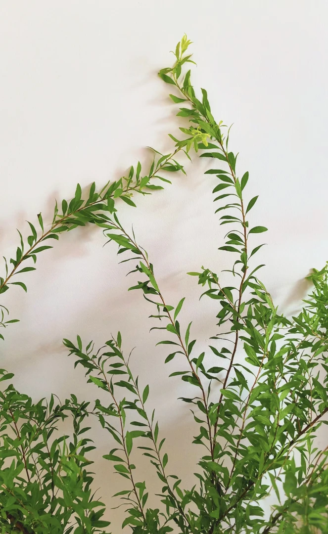 昆明直发雪柳叶鲜花家养水养自然花艺