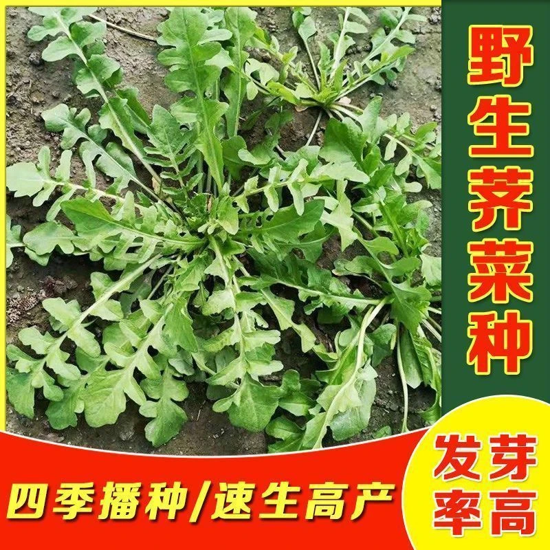 荠菜种子野生芨芨菜籽四季种孑阳台耐寒蔬菜种籽春天菜种春季野菜