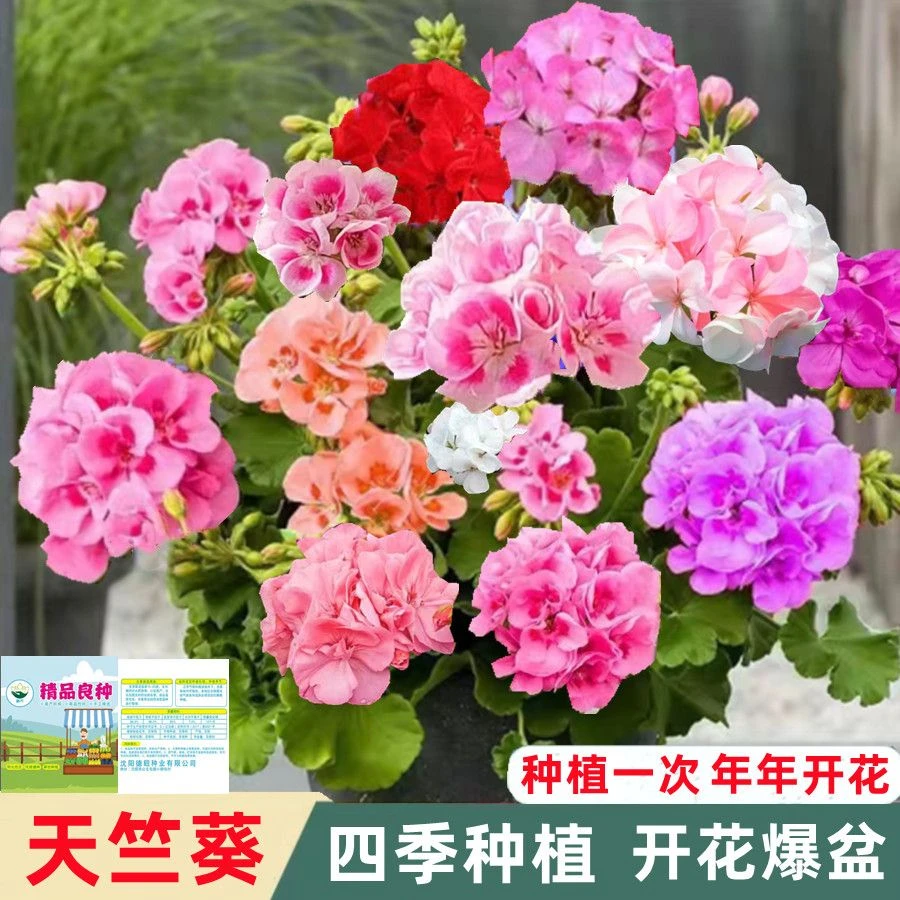 重瓣天竺葵种子四季播种易开花室内洋绣球花种子观花盆栽天竺葵苗