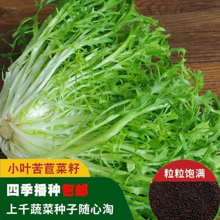 苦苣种子苦菊菜籽种芽盆栽蔬菜种孑种籽春秋冬季四季播生菜青菜