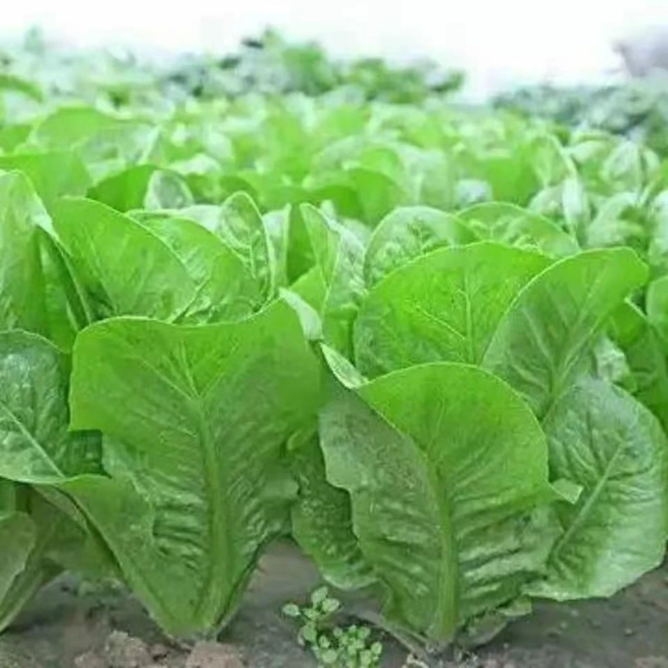 【割完又长】正宗甜脆罗马孔雀生菜种子生吃生菜籽农家蔬菜种子