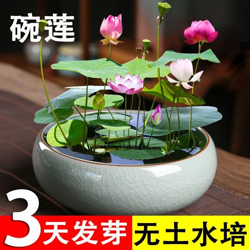 水培碗莲植物荷花已开口水培花卉盆栽四季开花阳台睡莲花遇水即活