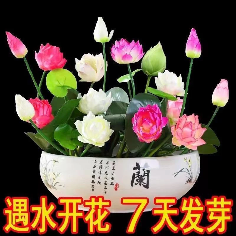 四季开花盆栽碗莲种水培植物睡莲荷花种水生水养阳台绿植花卉