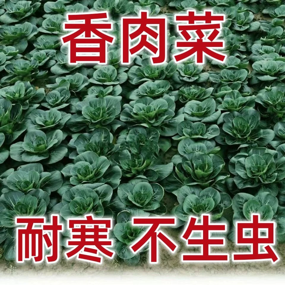 【热销】新品种香肉菜种子苏州青耐寒耐热秋冬四季农家蔬菜种子
