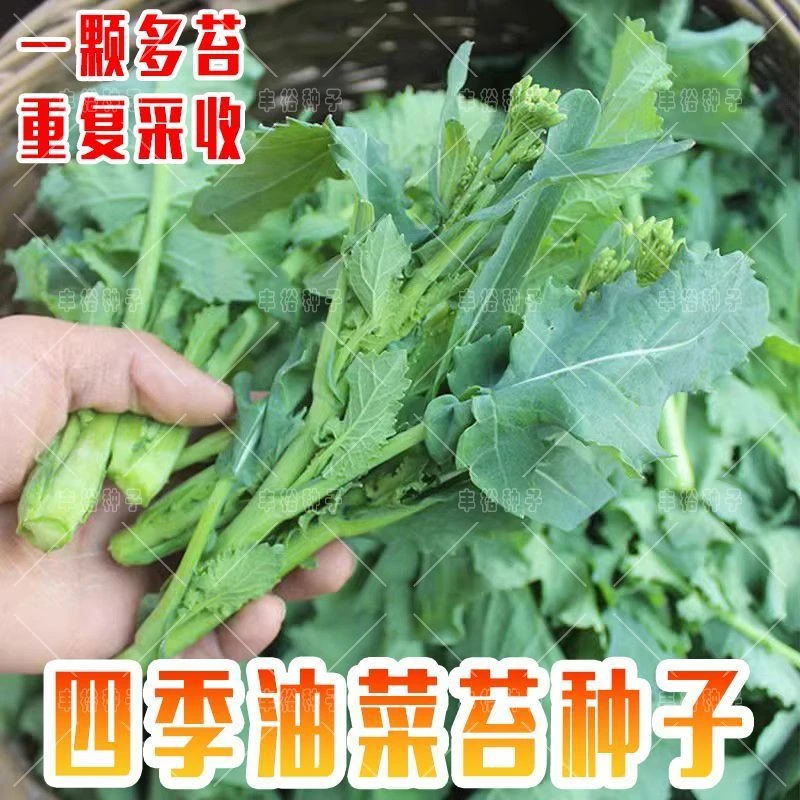 四季油菜苔种子蔬菜改良抽苔油菜心种籽菜薹油青菜心抽心油菜种籽
