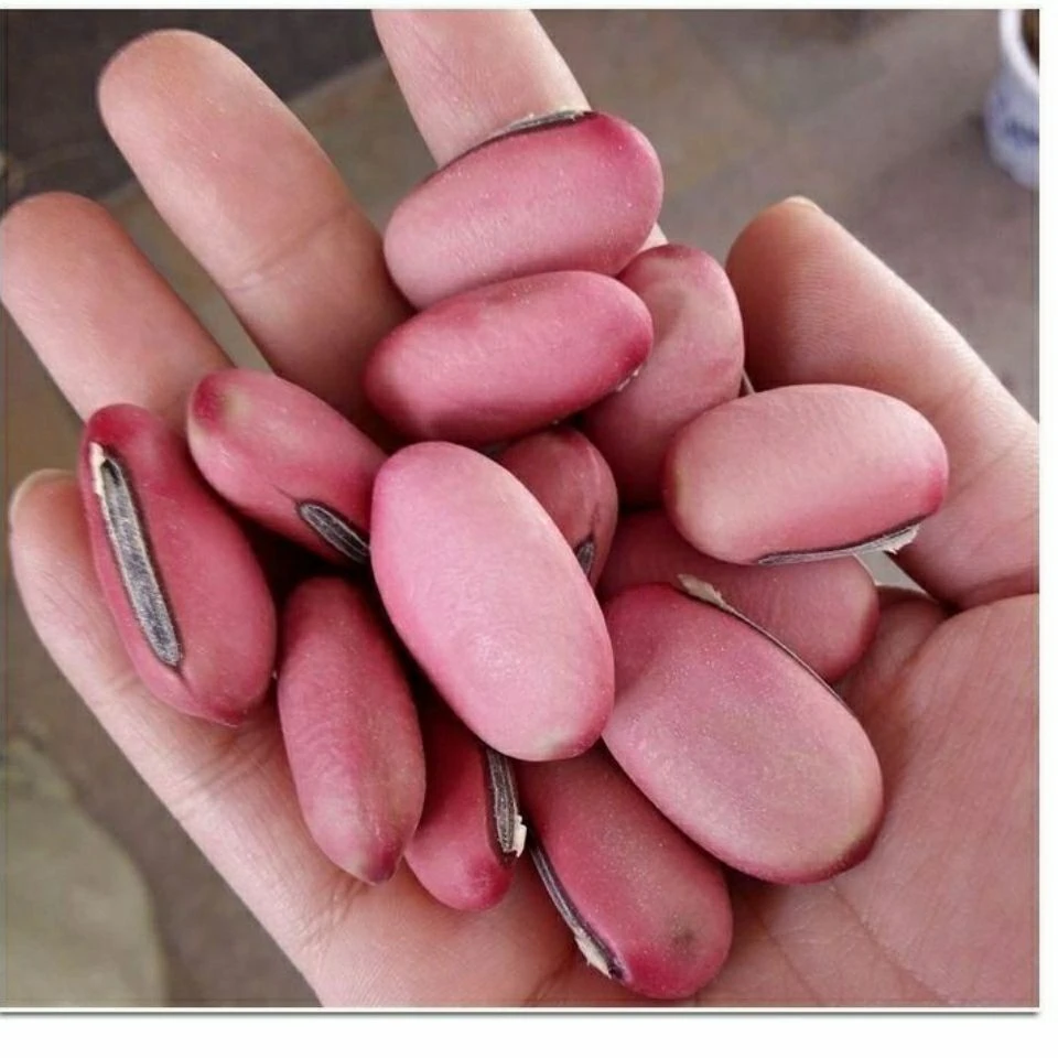 散装大红刀豆大扁豆巴西豆刀巴豆种子爬藤农家蔬菜