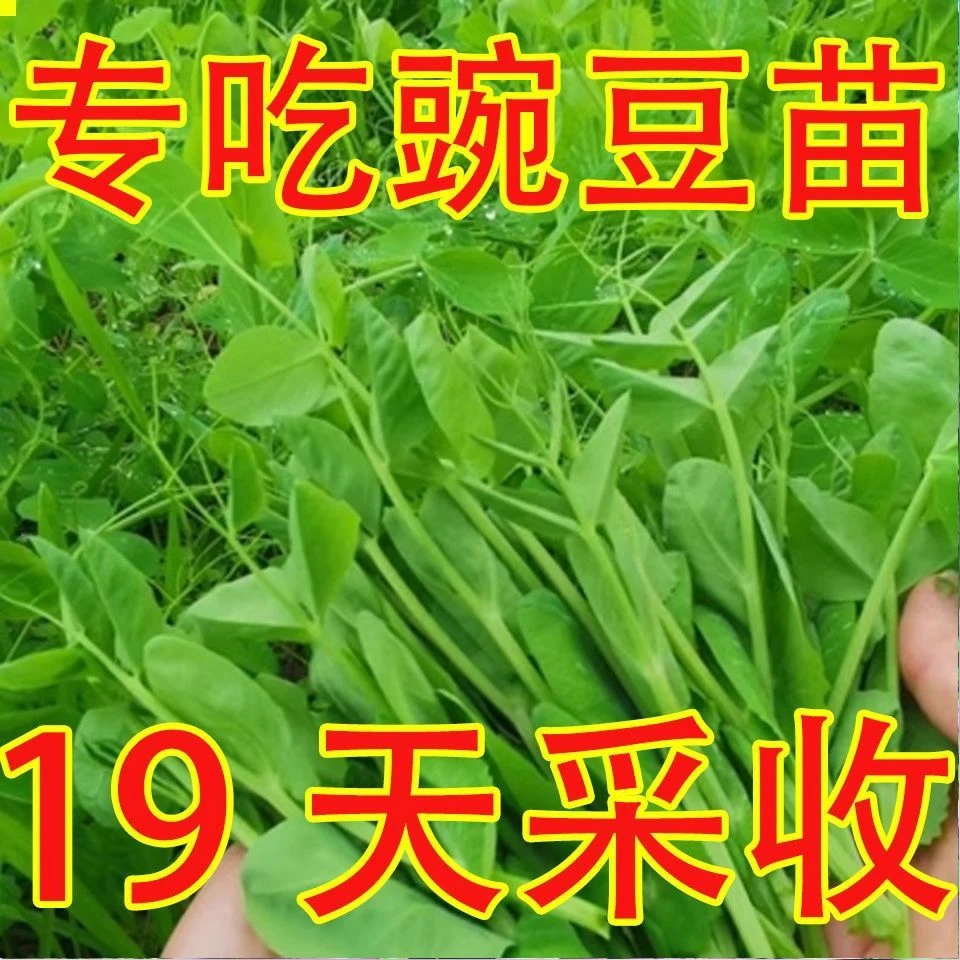 【买一送一】无须豌豆苗种子专吃豌豆尖种子芽苗菜秋冬季蔬菜种子