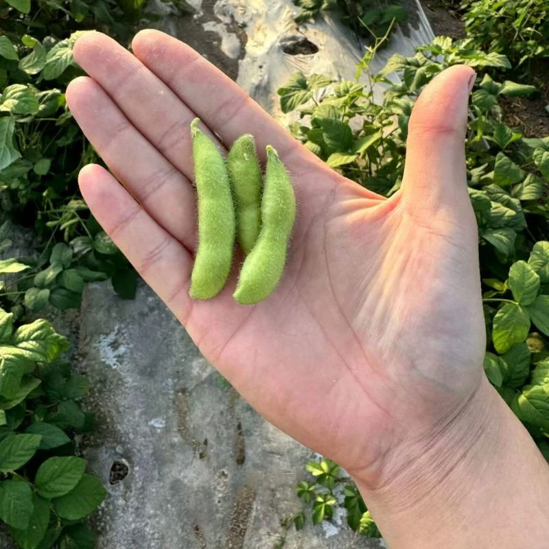 吴叔叔新鲜采摘毛豆豆子3斤/5斤装/蔬菜组合装