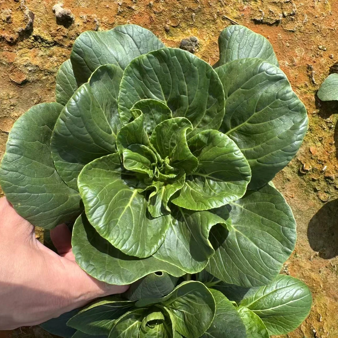 吴叔叔太湖菜3斤装