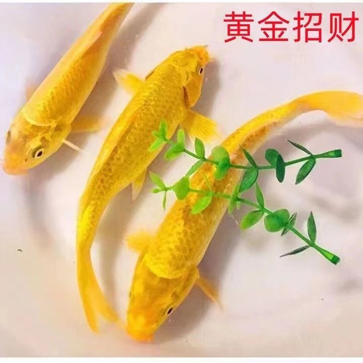 观赏鱼黄金锦鲤活鱼冷水金龙凤鱼宠物纯种好养活鱼风水【招财鱼】