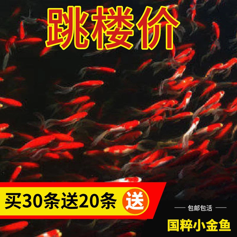 【耐活】金鱼草金鱼冷水观赏鱼好养耐活小鱼苗锦鲤养不死批发大全