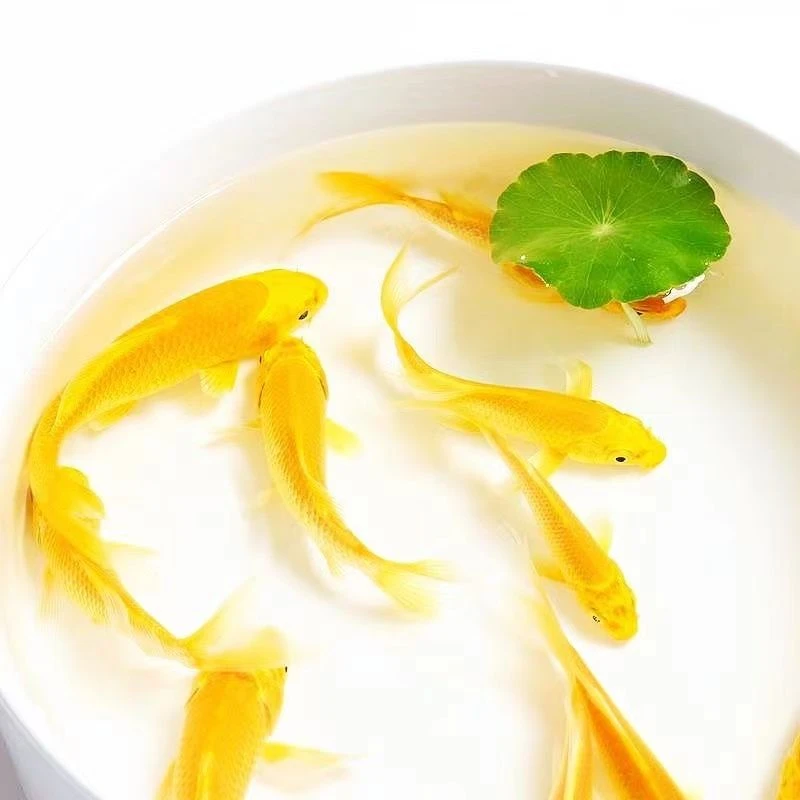 观赏鱼黄金锦鲤鱼小金鱼苗长尾纯种龙凤冷水耐寒招财懒人鱼包邮