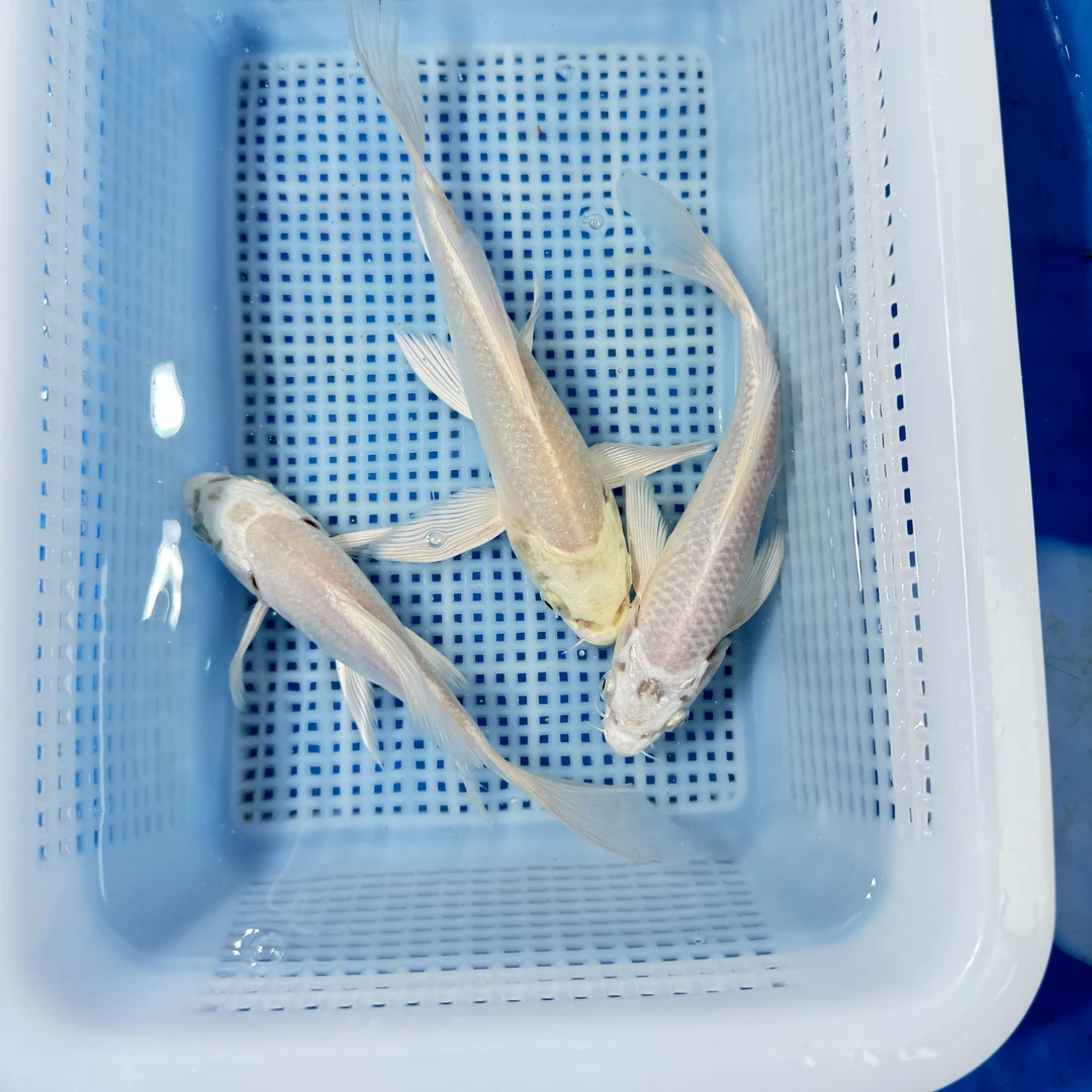 黑金锦鲤白金锦鲤淡水观赏鱼