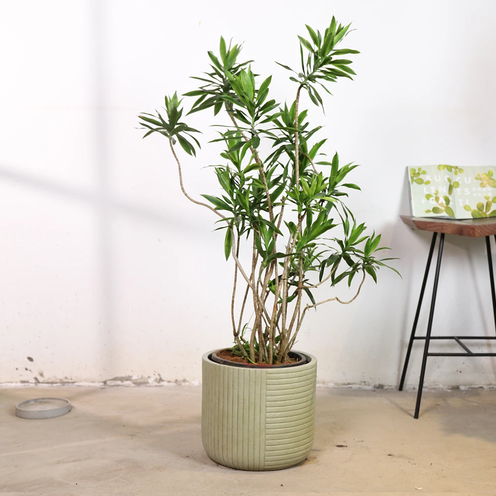 设计师款镁泥花盆纯手工制作客厅花器种树绿植盆栽35中号
