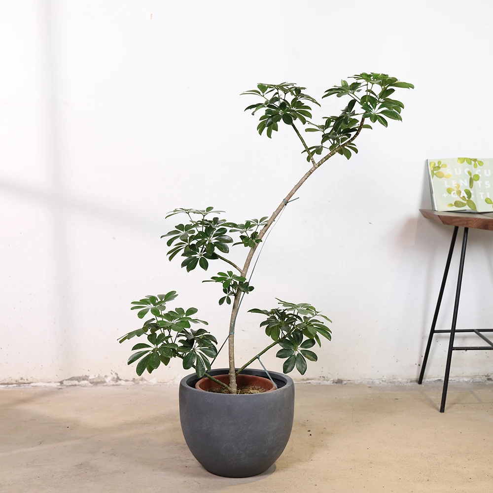设计师款镁泥花盆纯手工制作落地客厅花盆绿植种树简约盆栽29中号