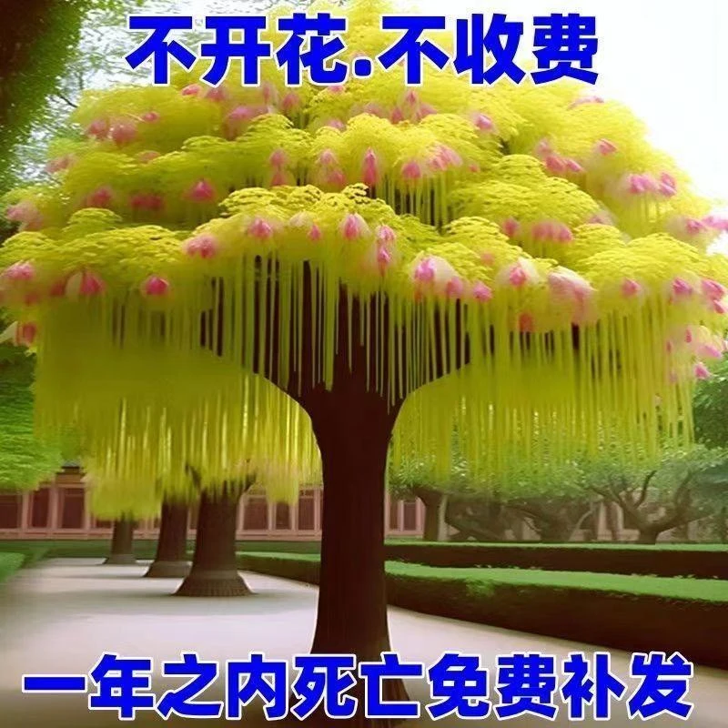 耐寒名贵流苏树苗室外庭院风景树流苏花苗四月雪花卉盆栽好养的花