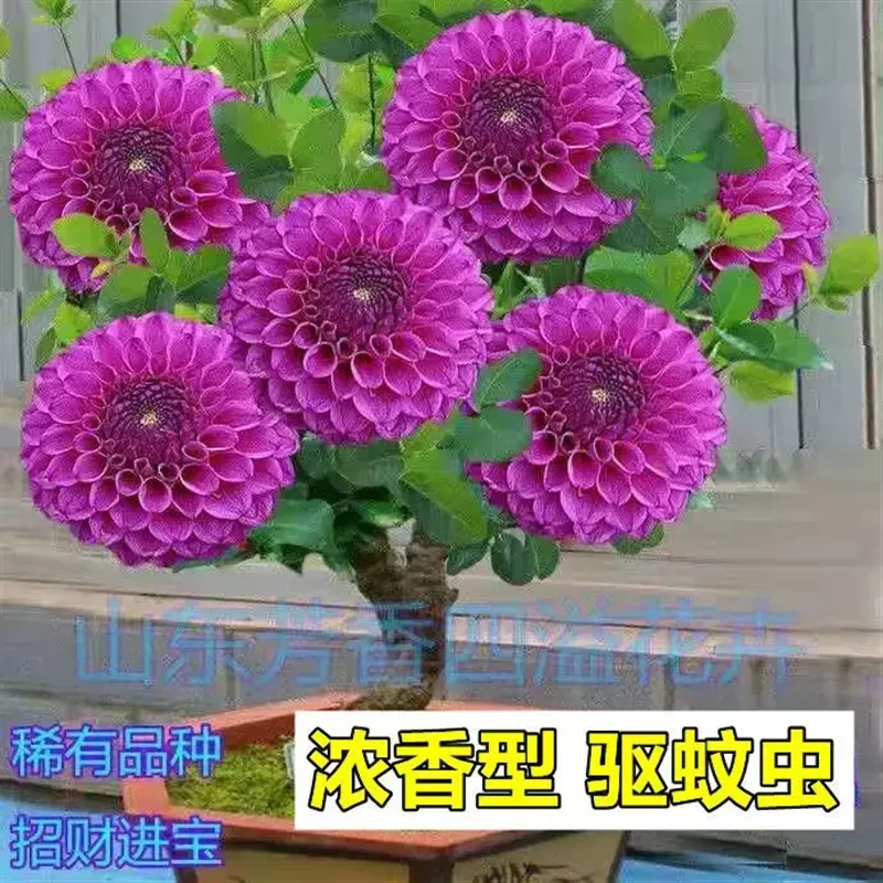 浓香型十里香驱蚊四季开花耐寒花卉耐热绿植盆栽好养耐活花卉盆栽