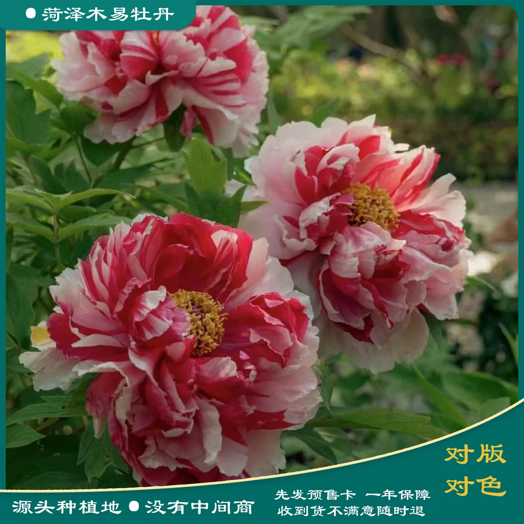 【岛津】牡丹花苗 先发肥料和预售卡 秋季发苗  一花双色进口牡丹