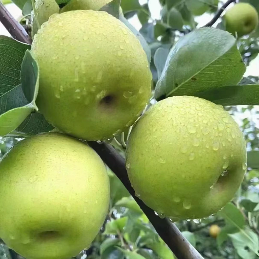 砀山酥脆蜜梨新鲜水果现摘现发5斤包邮当季新鲜砀山梨