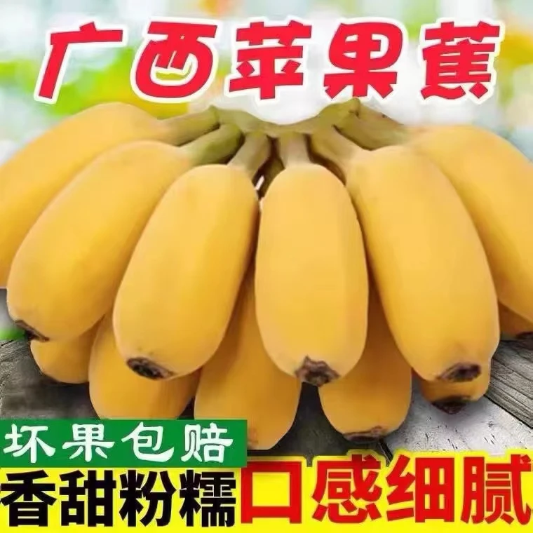 苹果蕉香蕉粉蕉香甜软糯自然成熟5斤/9斤新鲜水果产地直发