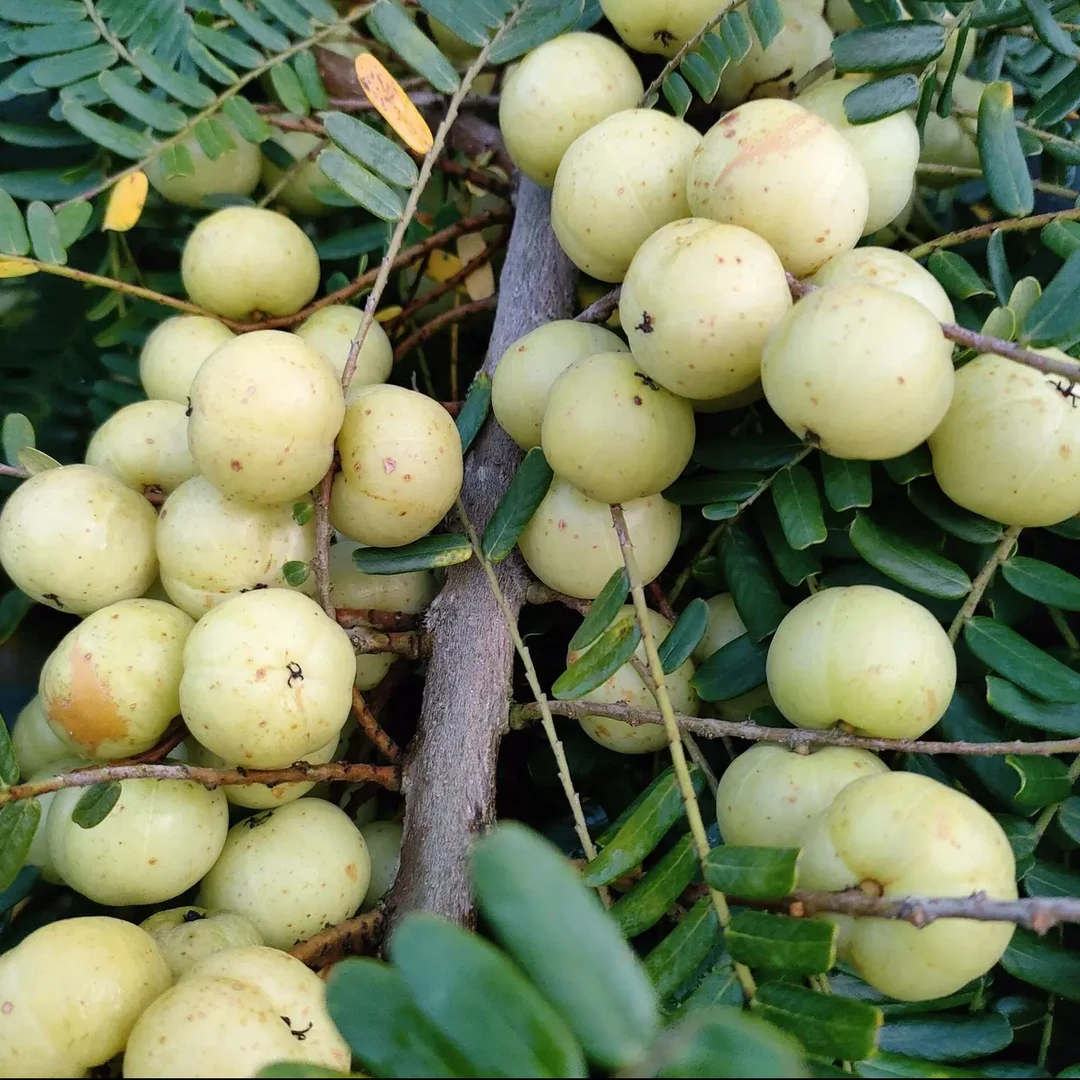 金玉卿姑 金灶崩坎种油甘果 柿饼油甘大果 生吃回甘好品种 1斤装