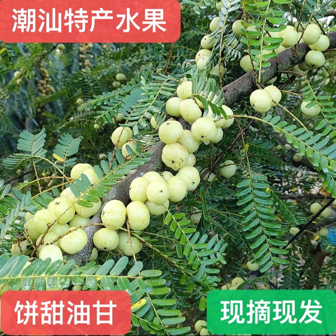 潮汕特产水果柿饼甜油甘果现摘现发生吃回甘 一斤装