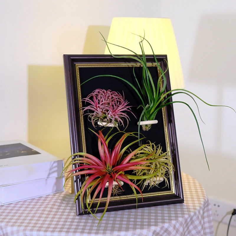 空气凤梨 网红植物相框组合 无土植物 净化空气土壤养护场景存活