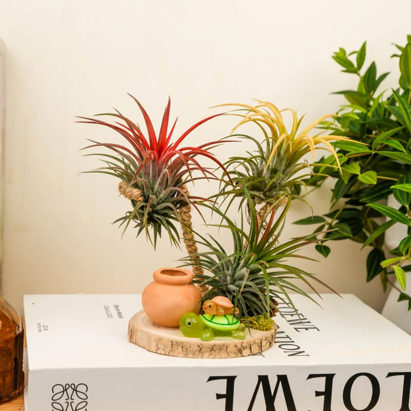夜光小乌龟空气凤梨组合（红黄绿精灵）趣味家居绿植