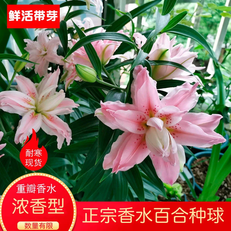 正宗香水百合种球重瓣百合花花苗种子浓香四季好养室内阳台盆栽花