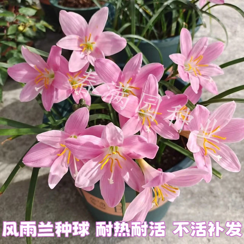 2024高品质风雨兰种球易活好养阳台室内室外种植韭兰花种子耐高温