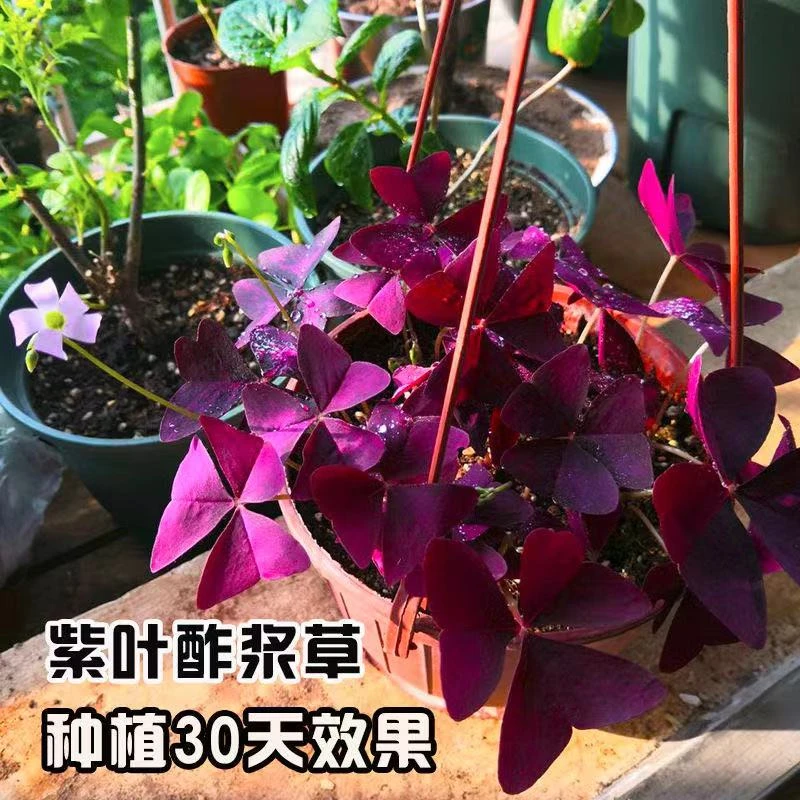 紫叶酢浆草种球多年生四季种植好养易活花根简单三叶幸运草种子