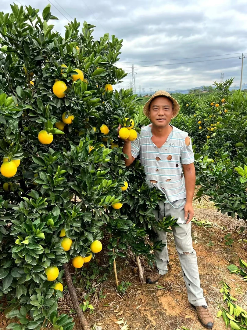 草根哥赣南脐橙正宗江西赣南脐橙新鲜采摘带叶发货
