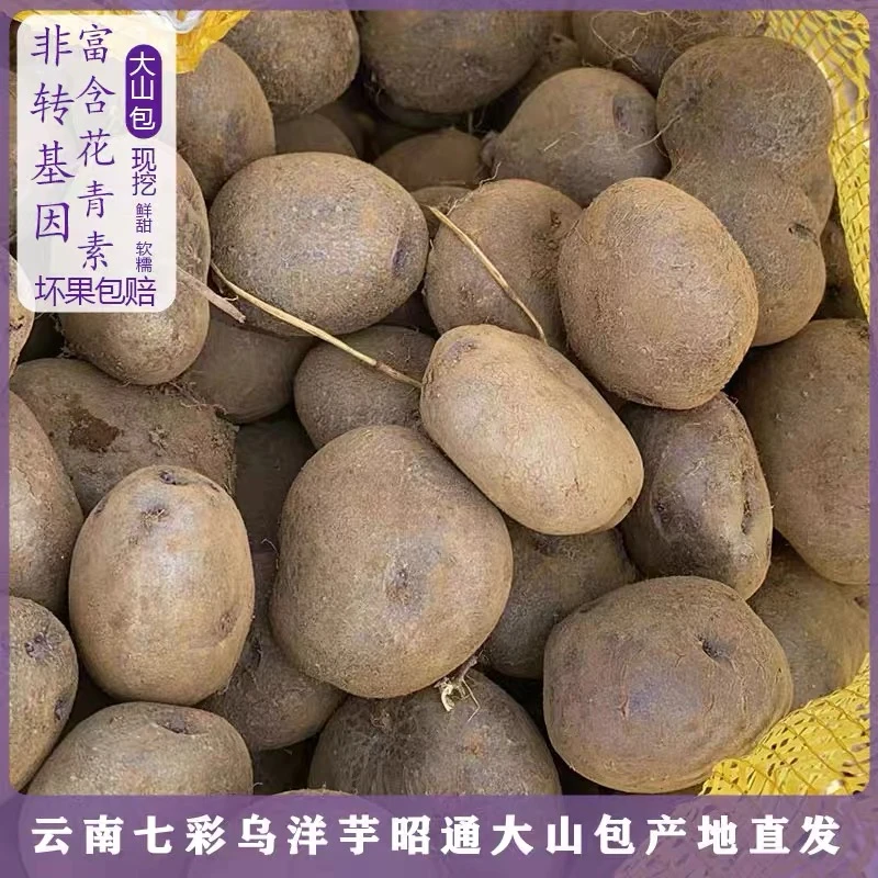 云南大山包乌洋芋小黑洋芋七彩土豆现挖新鲜紫皮乌心土豆当季蔬菜