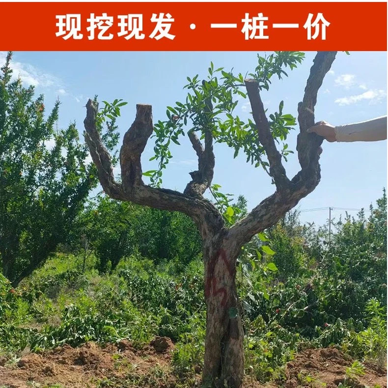 种植盆景素材图300起庭院