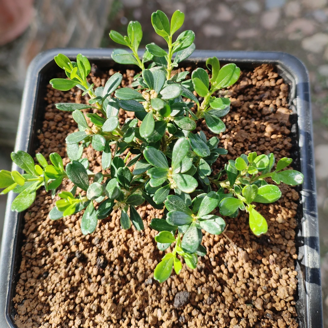 潮州凤凰山凤米黄杨-苹果叶