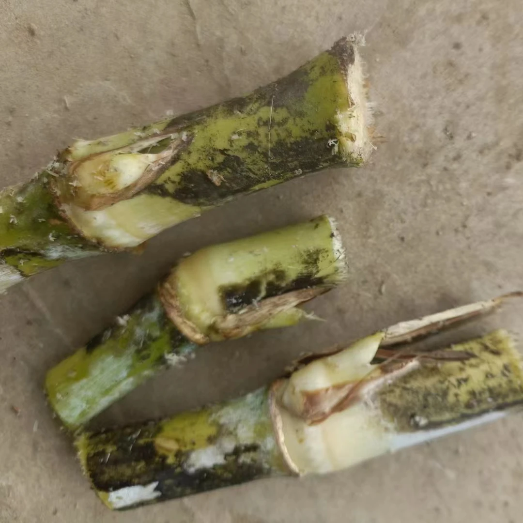 井冈山甘蔗草1600个芽