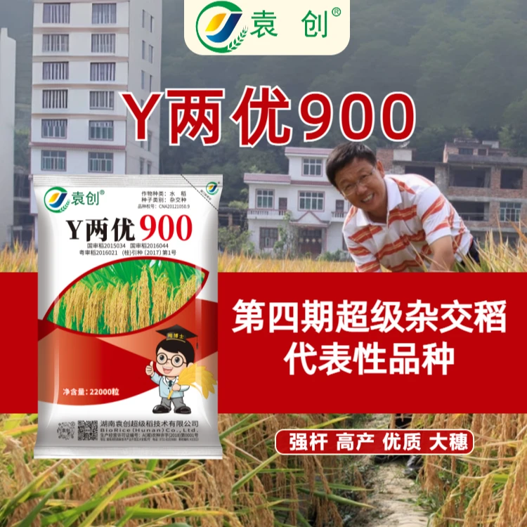 袁创国审粤审水稻种子超级稻Y两优900：强杆 高产 优质 大穗
