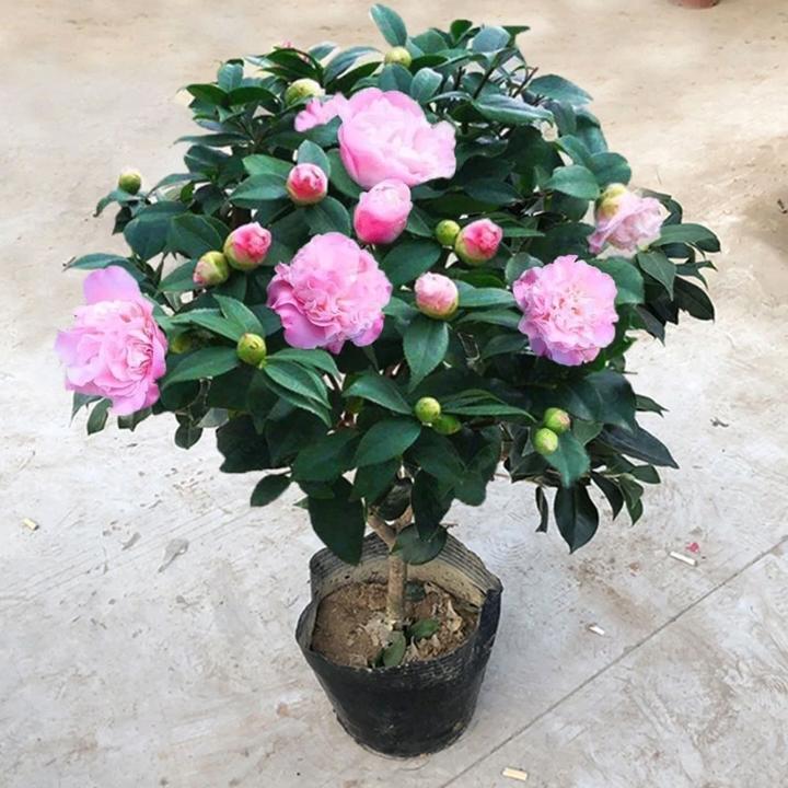 香妃香 浓香型重瓣粉色花盆栽四季常青不落叶原盆原土发货种植
