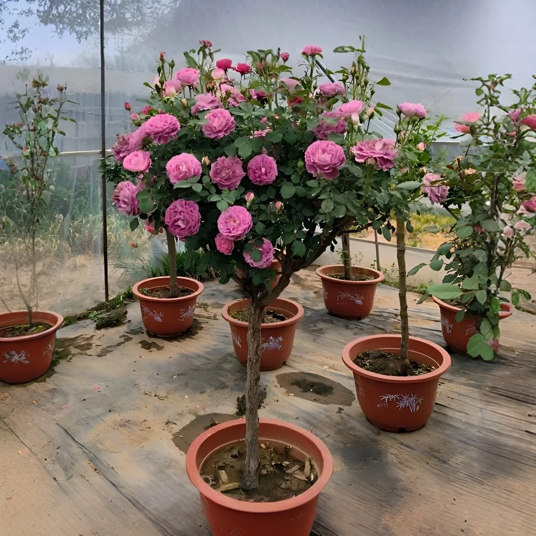 精品优质老桩月季大苗盆栽带花苞棒棒糖树桩月季四季开花庭院种植