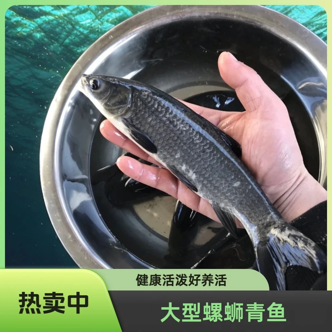 螺丝青鱼苗淡水食用养殖大规格黑皖鱼四大家大型活鱼苗批发易养殖