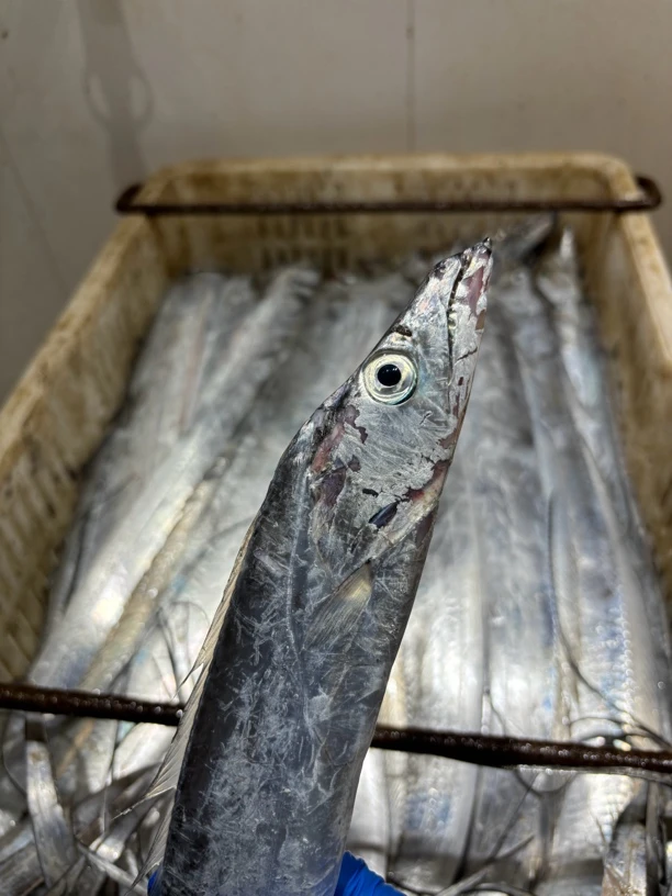 （孙娟海鲜）（速冻）小眼油带规格自选