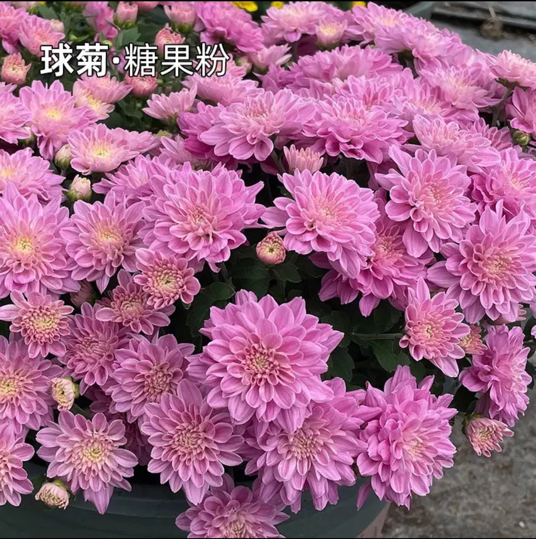 【新疆包邮】糖果粉球菊福利好养新手懒人