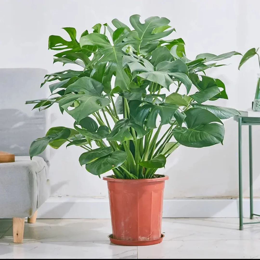 【新疆包邮】龟背竹可土培可水培四季长青绿植四季好养净化空气客