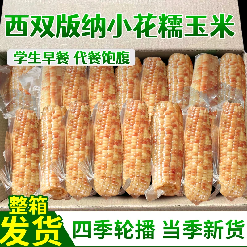 西双版纳玉米真空包装即食代餐新鲜糯玉米香甜粘糯迷你玉米整箱