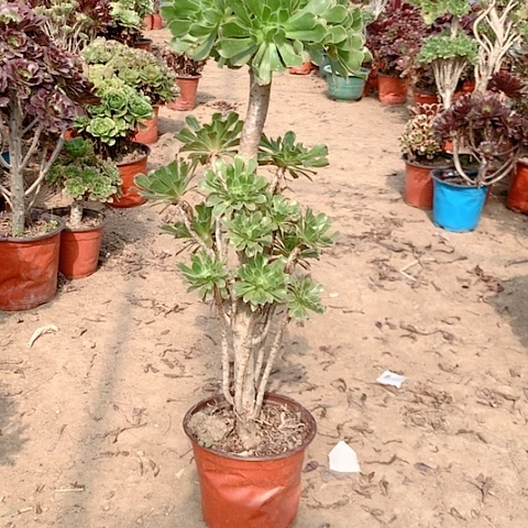 健健康康快快乐乐55