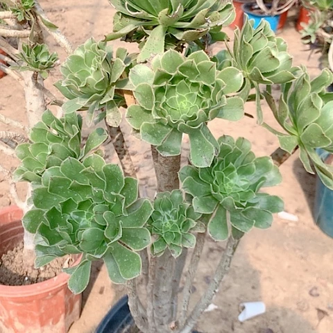 用****3健健康康快快乐乐77